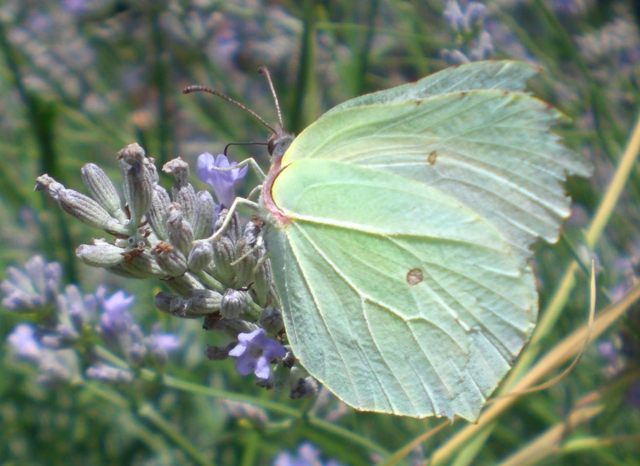 Farfalle da identificare